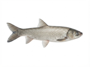 Grass Carp