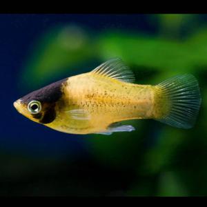 Bumblebee Platy