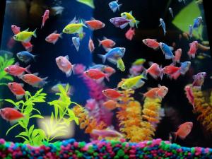 Glow Tetra