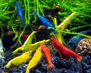 Cherry Shrimps