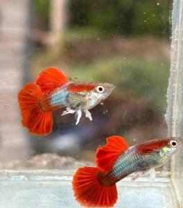 Red Rose Tail Guppy