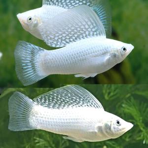 White Molly