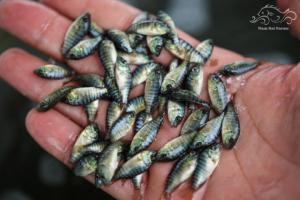 Tilapia Seed