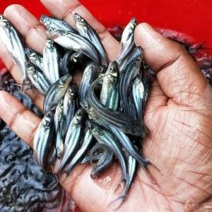 Pangasius Seed