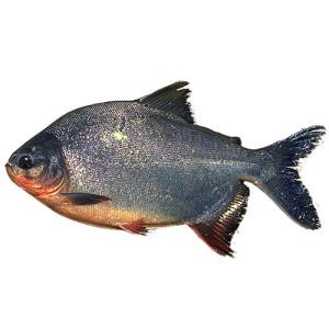 Pacu Fish