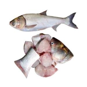 Silver Carp