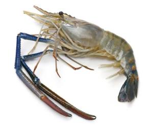 Prawn (Post Larvae)