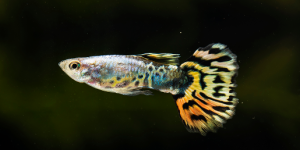 Guppy