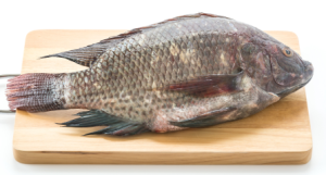 Tilapia