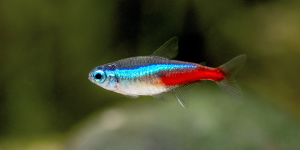 Neon Tetra
