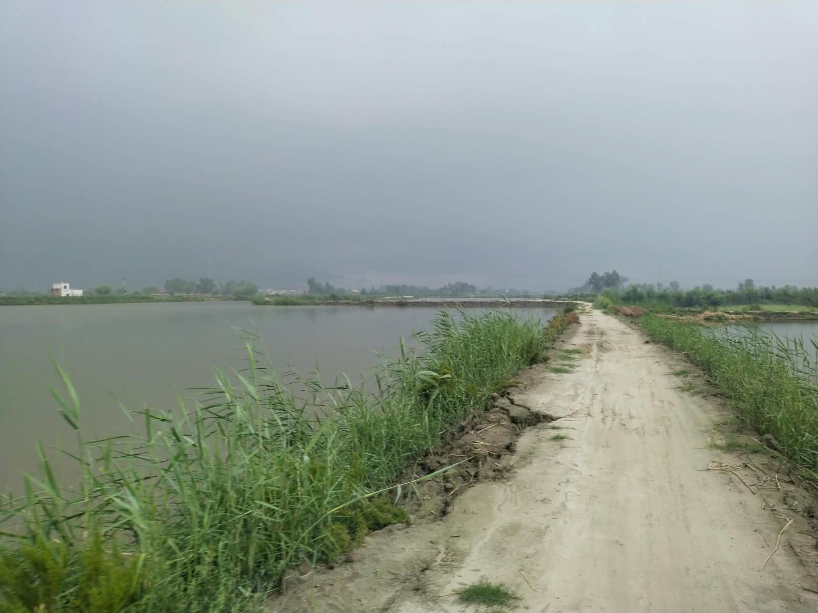Chatha Fish Farm