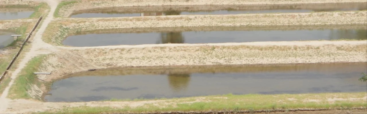 Zaman Poultry & Fish Farm